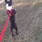 I forget how to be a doggo