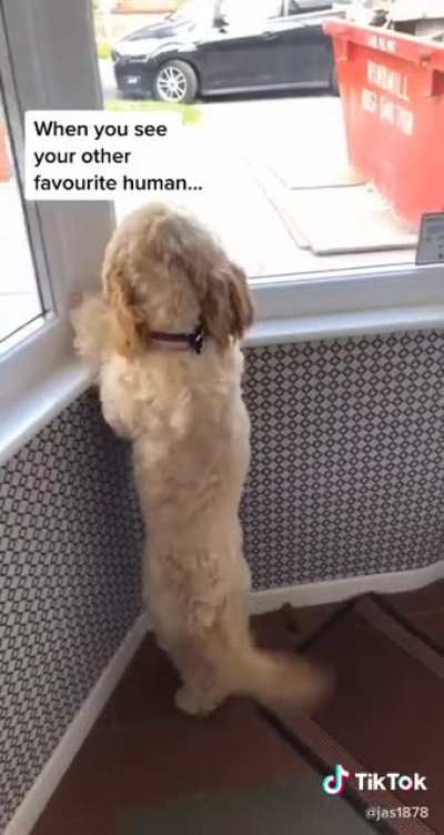 Tail wags 🐶