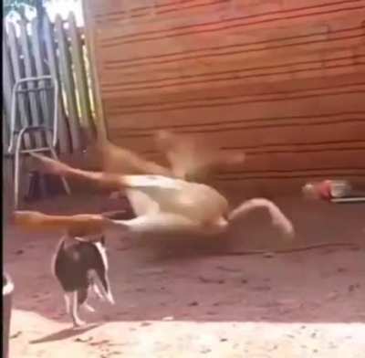 Finish him