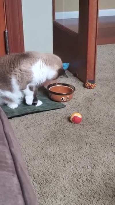 He's mad at his water