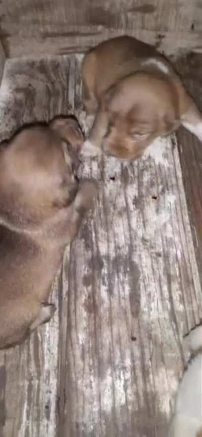 Perritos de 1 mes jugando con el sonido de los teléfonos de juguete, simplemente una de las cosas mas bonitas