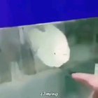 Fish scream