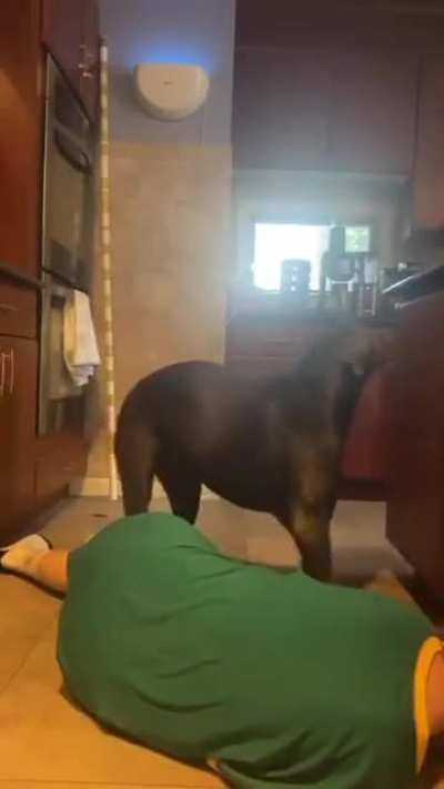 What the dog doing?