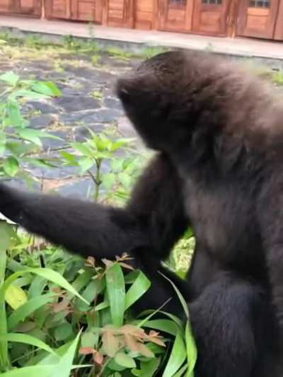 Apes during the MOASS