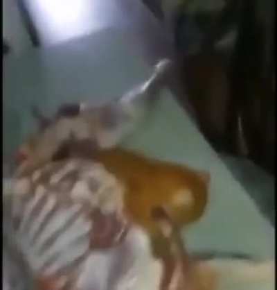 Isso é uma fera!