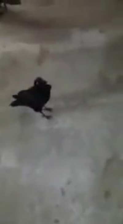 birb