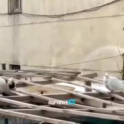 Kitty stalking a pigeon