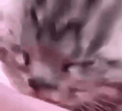 Neochodi Cat