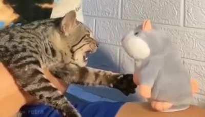 Cat vs talking hamster