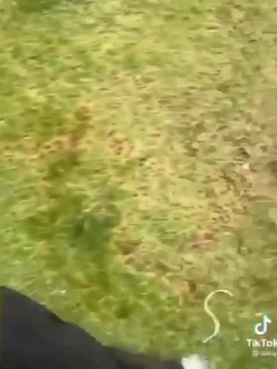 Aí aí essa pamonha