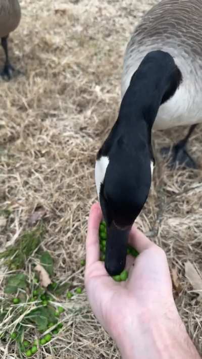 Me and this goose wishing each other a good morning as his lady friend enjoys a snack
