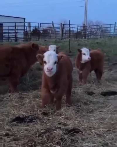 Hoping babies