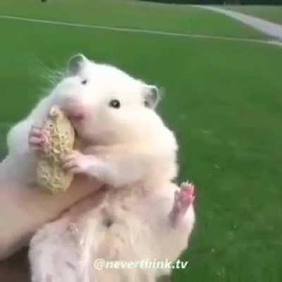 my peanut