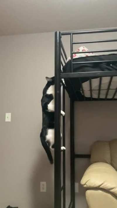 I just learned my cat can do this. sry about video quality.