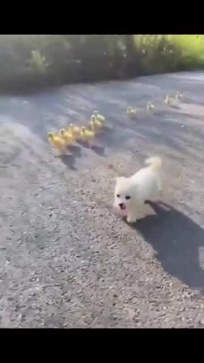 Cute puppy followed by baby ducks