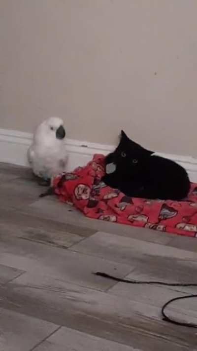 This cockatoo doing whatever she can to annoy the kitty.
