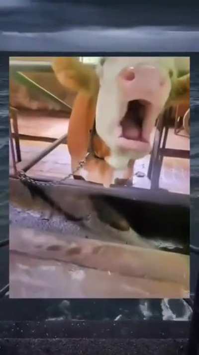 Vaca