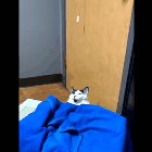cat on vet drugs.