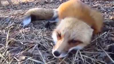 fox wake up