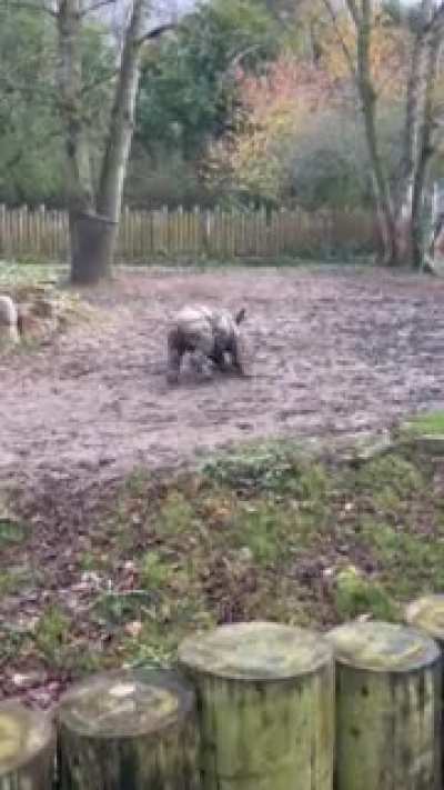 Baby Rhino Slammy Whammies