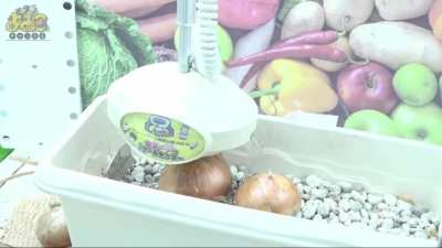 Grocery shopping in Japan