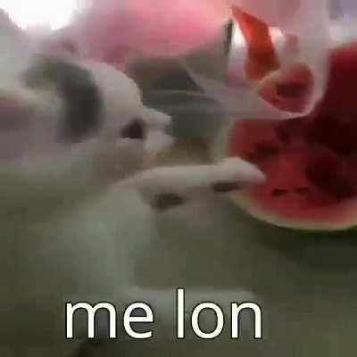 Me lon XD