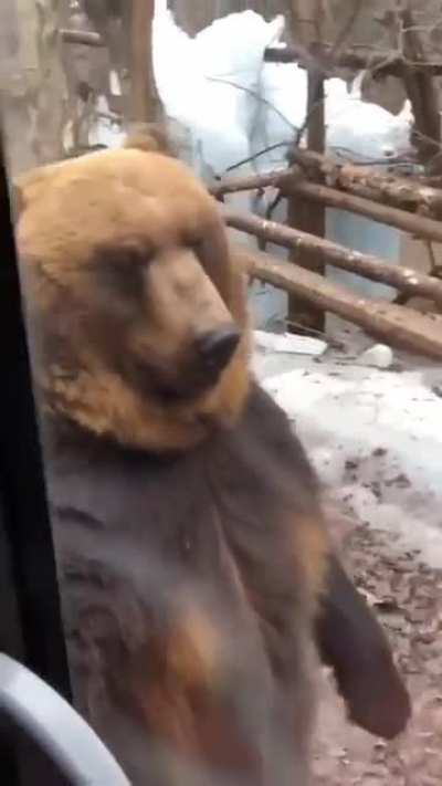 Winnie the Smooth Criminal