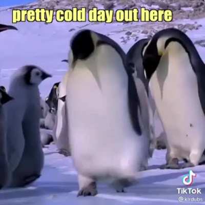 Penguins