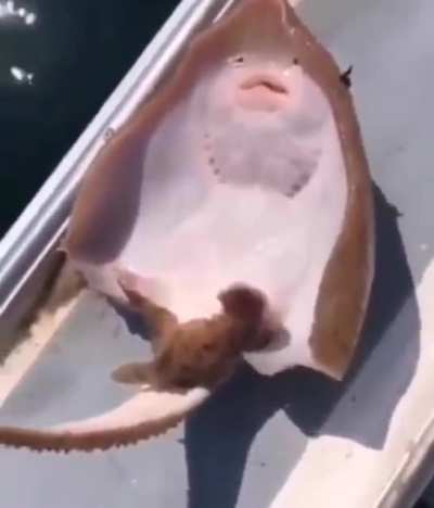 How you tickle a fish