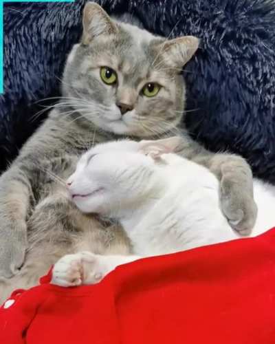 Meowwdatory Crosspost😻😻😻😻😻😻😻