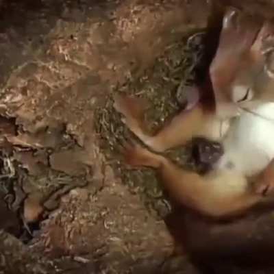 The miracle of life : How this Squirrel gives birth to its young, it's fascinating :