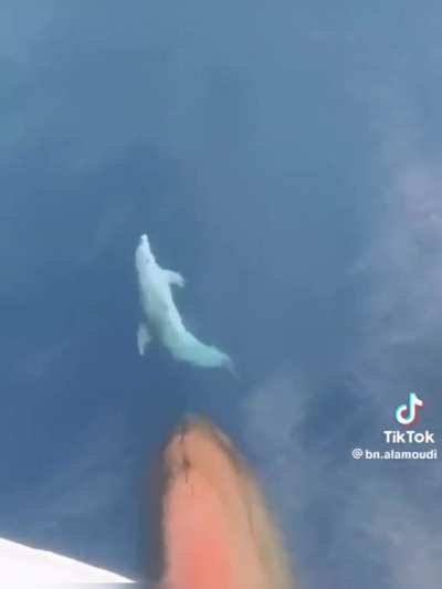 how effortlessly dolphins can keep up with a modern ship