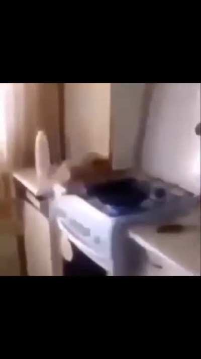 Stove