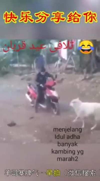 🐏🐏🐏