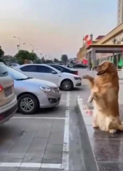 Barking Sensor
