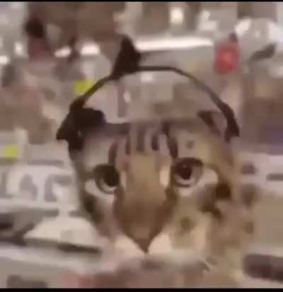 Xd