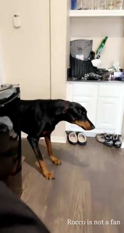 My Big Tough Doberman