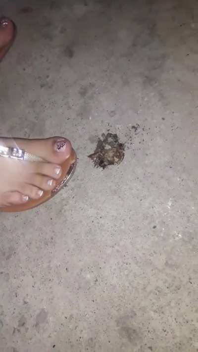 Crush bug