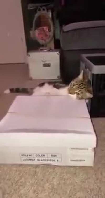 Catto song