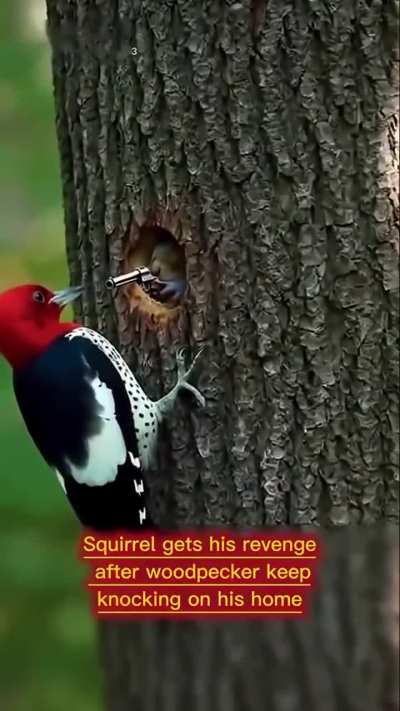 Squirrel gets his revenge