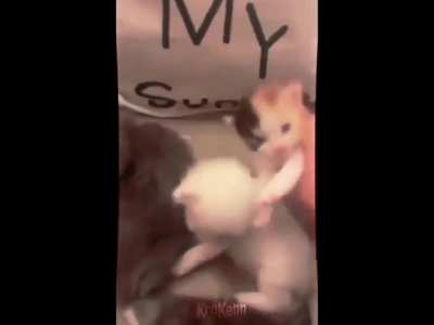 cat names rule