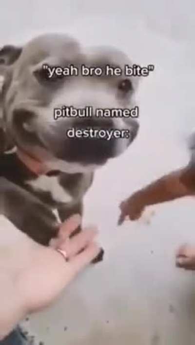 Pitbull com nome princesa: ð¥ð¥ð¿ð¿ðâ ï¸