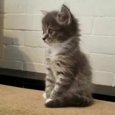 Startled