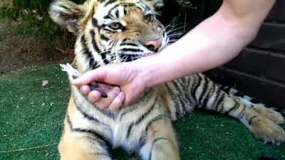 Pulling a tiger's tooth!!!
