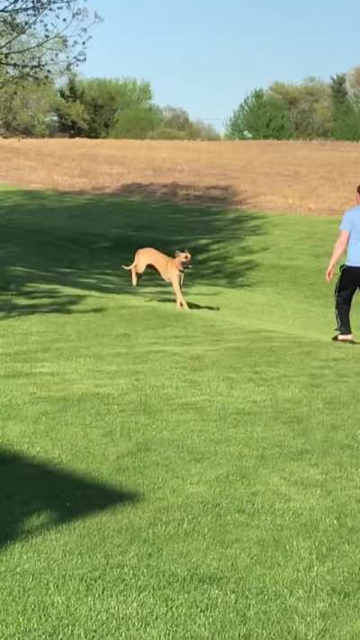 No, the ball! get the ball!
