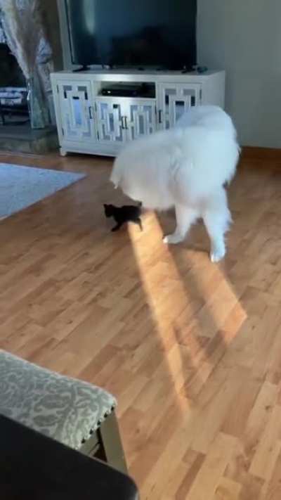 Cat.