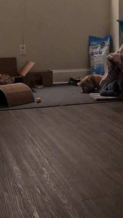 I tried to binky back at my rabbit tonight and she did NOT disappoint ✨😂✨