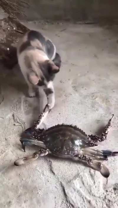 Curiosity kills the cat