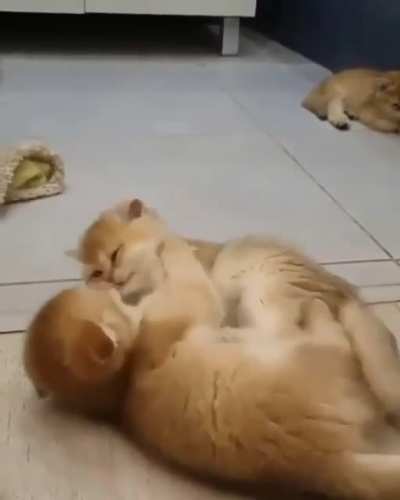Forbidden love