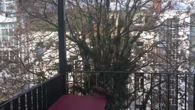 Der Futterspender auf meinem Balkon hat sich rumgesprochen 🐿